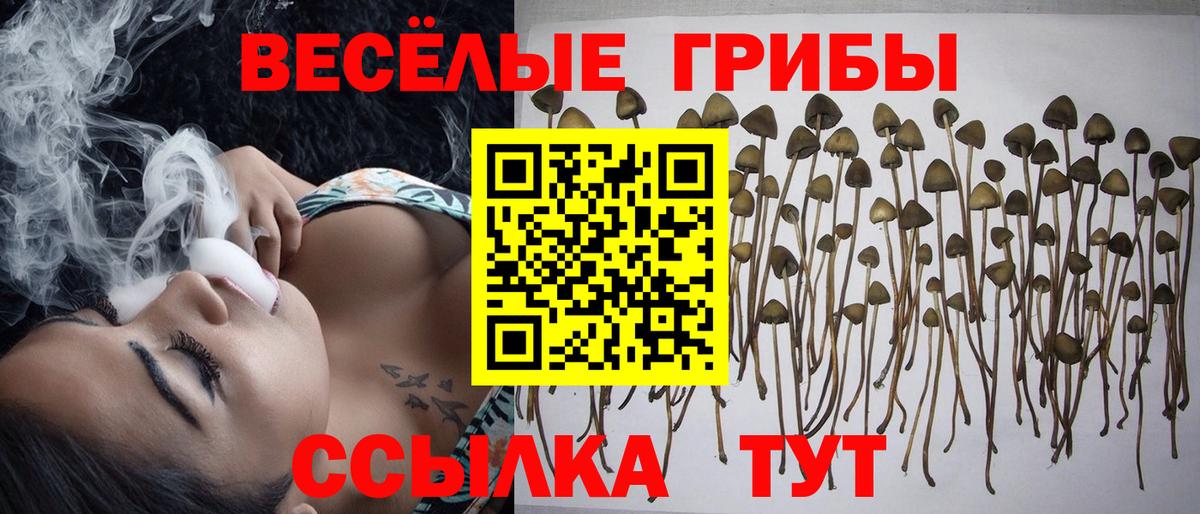 Псилоцибиновые грибы прущие грибы Знаменск